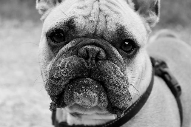 How to Stop Your Bulldog's Chronic ear Infections