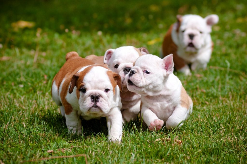 adorable bulldog puppies